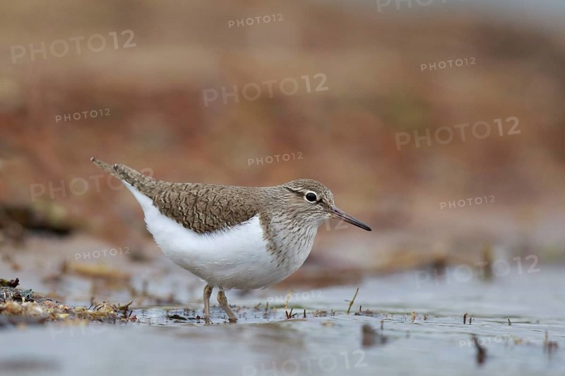 Common Sandpiper (Actitis hypoleucos) foraging, North Rhine-Westphalia, Germany