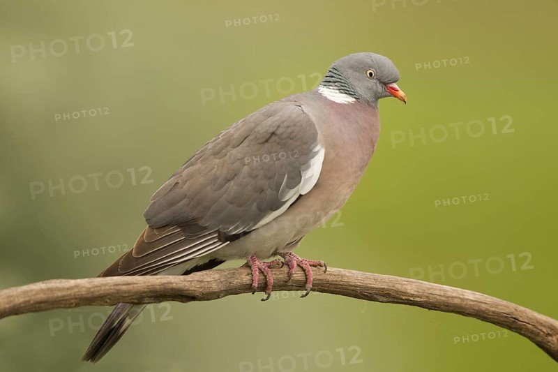 Common Wood Pigeon (Columba palumbus) perched on a branch, Serbia
