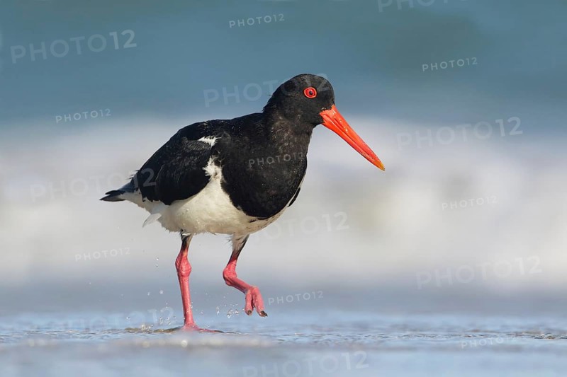 Pied Oystercatcher (Haematopus longirostris) foraging at shoreline, Victoria, Australia