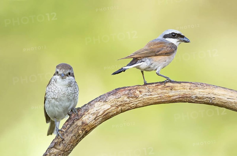 Red-backed Shrike (Lanius collurio) male perched on a branch with young, Aosta Valley, Italy