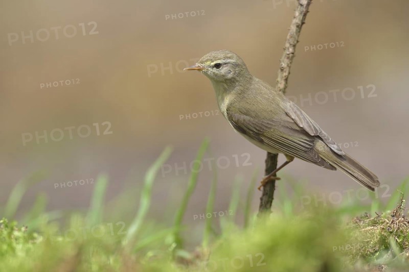 Common Chiffchaff (Phylloscopus collybita) perched on a branch, Netherlands
