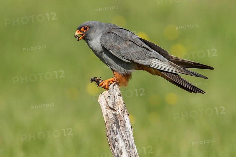 Red-Footed Falcon (Falco vespertinus), adult male eating a cricket, Galicia, Spain