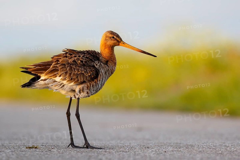 Black-tailed Godwit (Limosa limosa), Netherlands