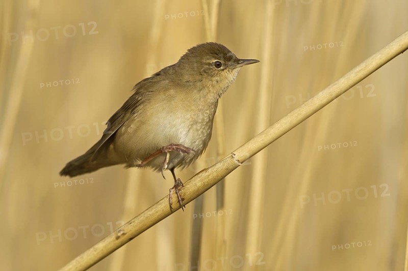 Savi's Warbler (Locustella luscinioides), Rhineland-Palatinate, Germany