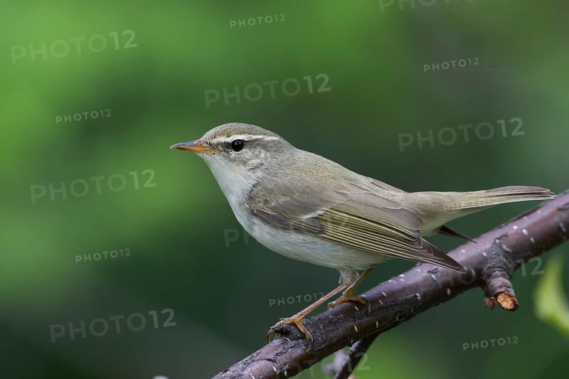 Arctic Warbler - Wanderlaubsänger - Phylloscopus borealis. Russia (Ural)