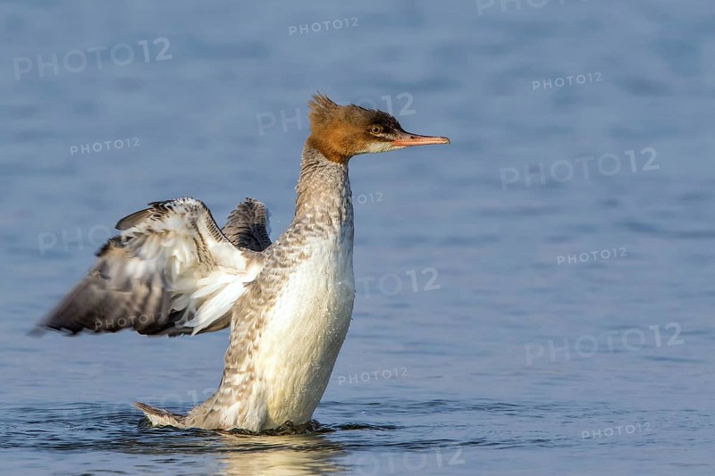 Common Merganser (Mergus merganser) female flapping, Mecklenburg-Western Pomerania, Germany