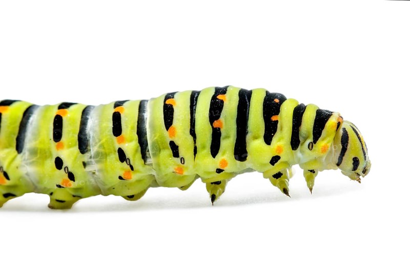 Old World Swallowtail (Papilio machaon), caterpillar on white background, Galicia, Spain