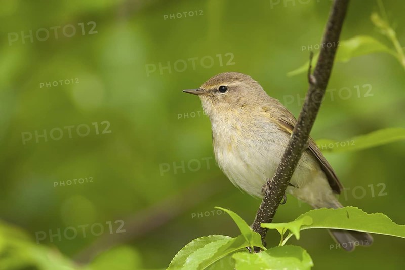 Common Chiffchaff - Zilpzalp - Phylloscopus collybita ssp. collybita, Germany