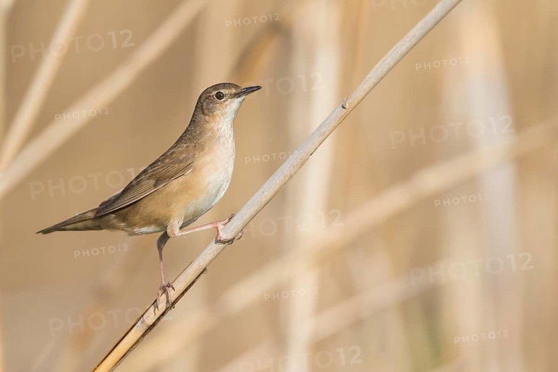 Savis Warbler - Rohrschwirl - Locustella luscinoides, Germany