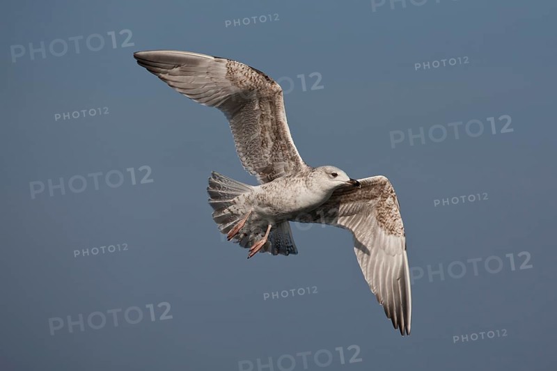 European Herring Gull (Larus argentatus) flying, Baltic Sea, Germany