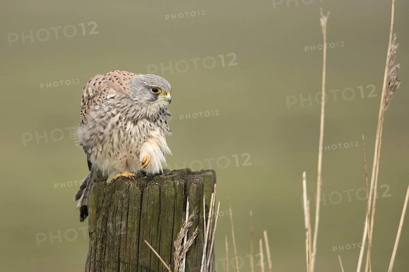 Torenvalk; Common Kestrel; Falco tinnunculus;