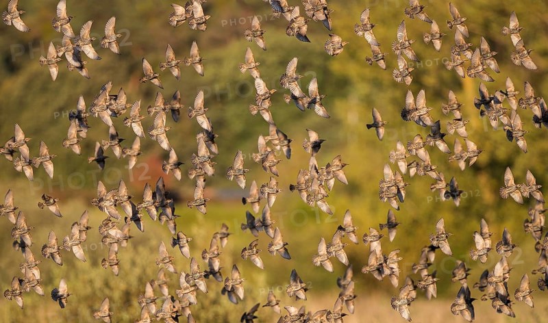 Common Starling (Sturnus vulgaris) large swarm flying in at sleeping place, Brandenburg, Germany