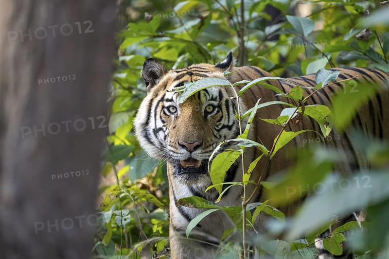 Bengal tiger (Panthera tigris tigris), standing, looking through bushes, Bandhavgarh National Park, Bahannara, Manpur, Madhya Pradesh, India