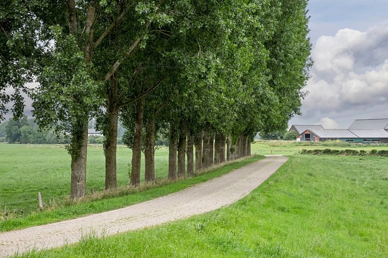 Narrow road lined with tall trees on a green meadow under a cloudy sky, Lower Rhine, North Rhine-Westphalia, Germany