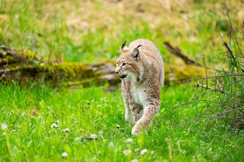 Eurasian lynx (Lynx lynx) walking in the grass, Bavaria, Germany