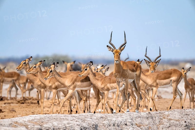 Herd of impala (Aepyceros melampus) at a waterhole, black heeler antelope, Nxai Pan National Park, Botswana