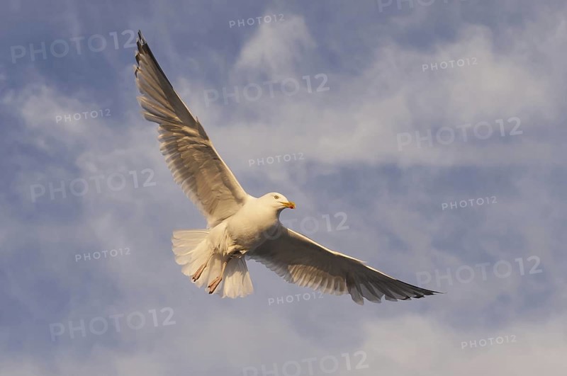 European Herring Gull (Larus argentatus) flying, Nord-Trondelag, Norway