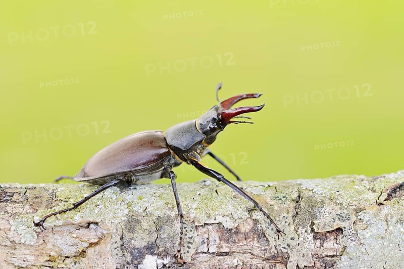 Stag beetle (Lucanus cervus), male, Normandy, France