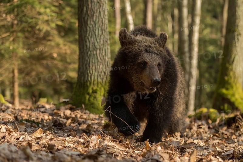 European brown bear (Ursus arctos), young, clumsily running through the autumn forest, exploring the surroundings, running directly towards the camera, frontal shot, funny animal cubs, native nature, Central Europe