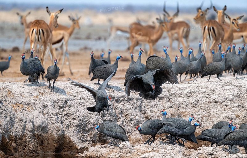 Helmeted guinea fowl (Numida meleagris), flock at the waterhole, Nxai Pan National Park, Botswana