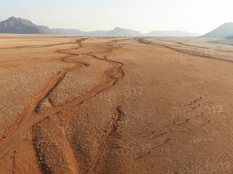 Gemsbok (Oryx gazella). Roaming an arid plain with dried-up river beds and isolated mountain ridges in the distance. At the edge of the Namib Desert. Aerial view. Drone shot. Namibia