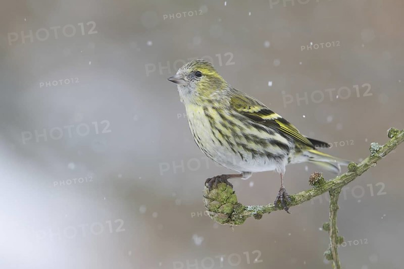 Eurasian Siskin (Spinus spinus), Saxony, Germany