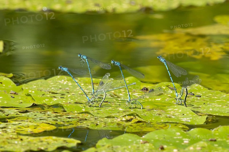 Common blue damselfly (Enallagma cyathigerum) four adult pairs of insects mating on a pond lily leaf in summer, England, United Kingdom
