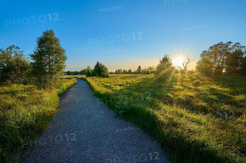 A path leads through nature, illuminated by the sun on the horizon, High Fens, Eifel, Liège, Belgium