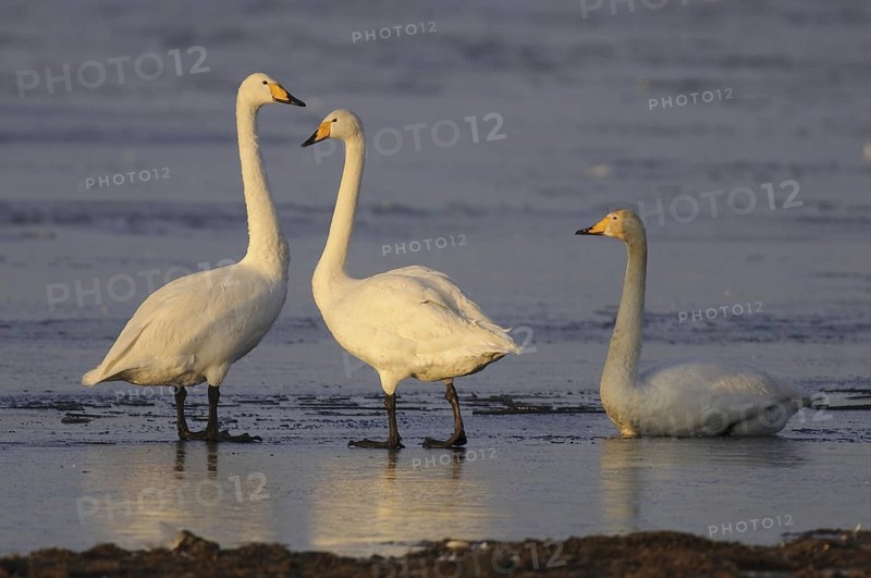 Whooper Swan (Cygnus cygnus), Lower Saxony, Germany
