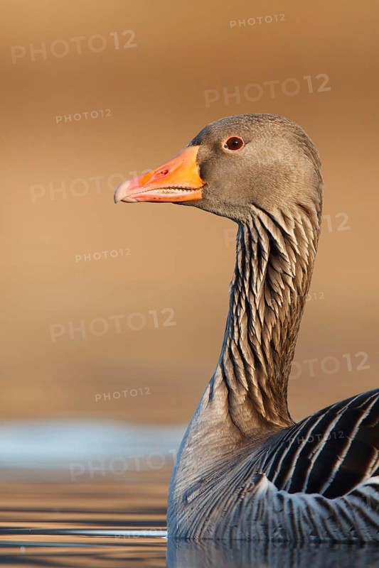 Greylag Goose (Anser anser), Utrecht, Netherlands