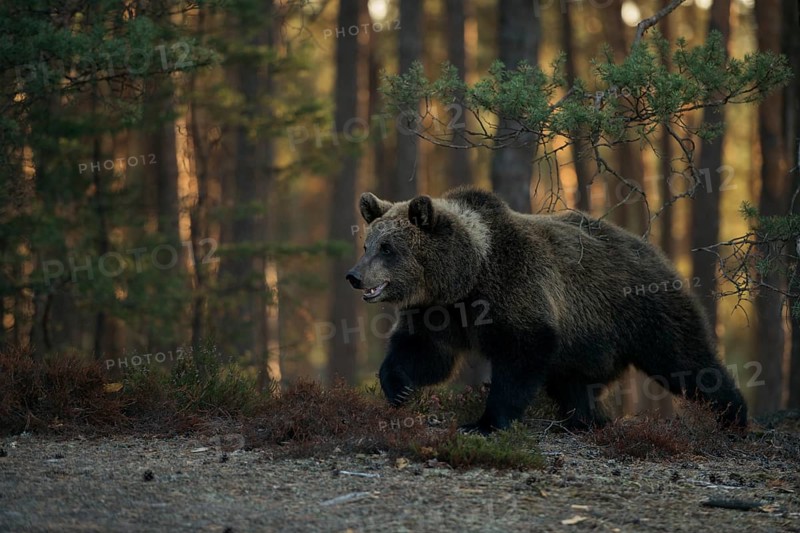 In the early morning light... European brown bear (Ursus arctos) running along the edge of a clearing in the forest, sun shining through the trees in the background and providing appealing colours, dynamic image due to the raised front paw during the run, native nature, Central Europe