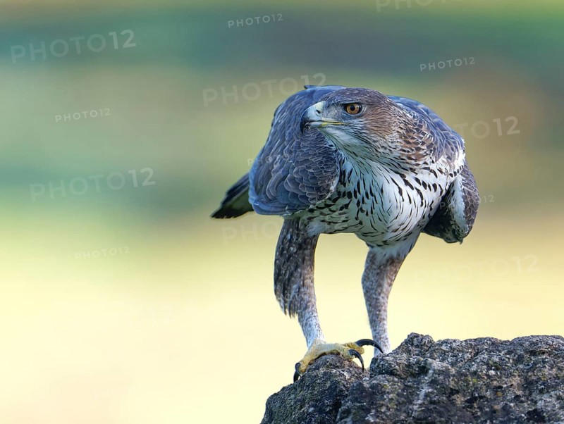 Bonelli's eagle (Aquila fasciata), on a rock, Andalusia Spain
