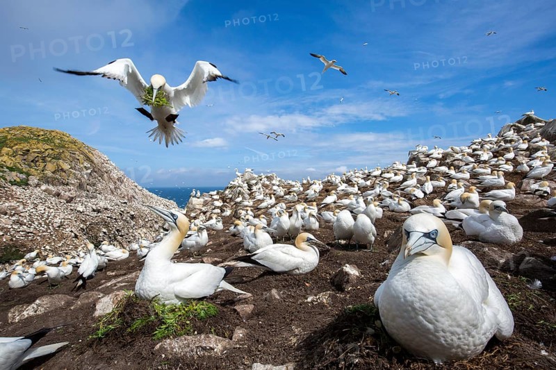 Northern Gannet (Morus bassanus) colony, Saltee Islands, Ireland