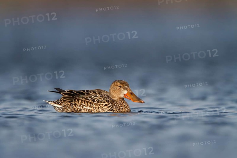 Slobeend, Northern Shoveler, Anas clypeata