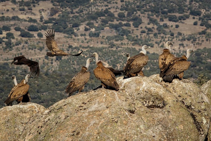 Griffon Vulture (Gyps fulvus) on rocks, Castile and Leon, Spain