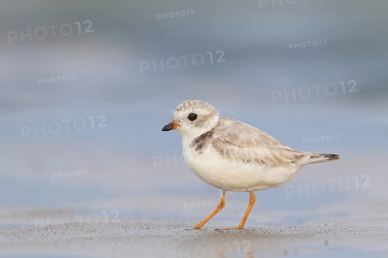Adult Piping Plover feeding on New England beach