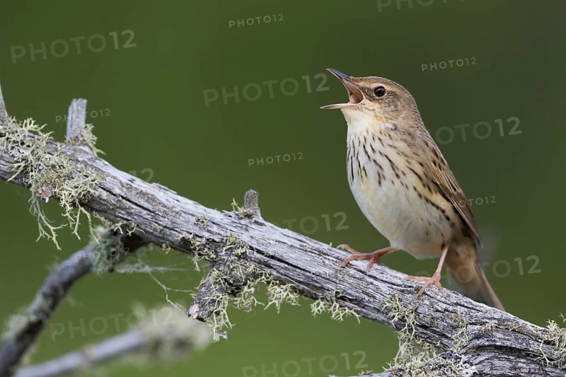 Lanceolated Warbler - Strichelschwirl - Locustella lanceolata ssp. lanceolata, Russia