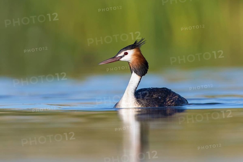 Australasian Crested Grebe (Podiceps cristatus australis), Victoria, Australia