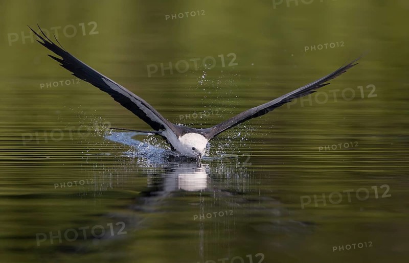 Swallow-tailed Kite (Elanoides forficatus) drinking in flight, Florida, USA
