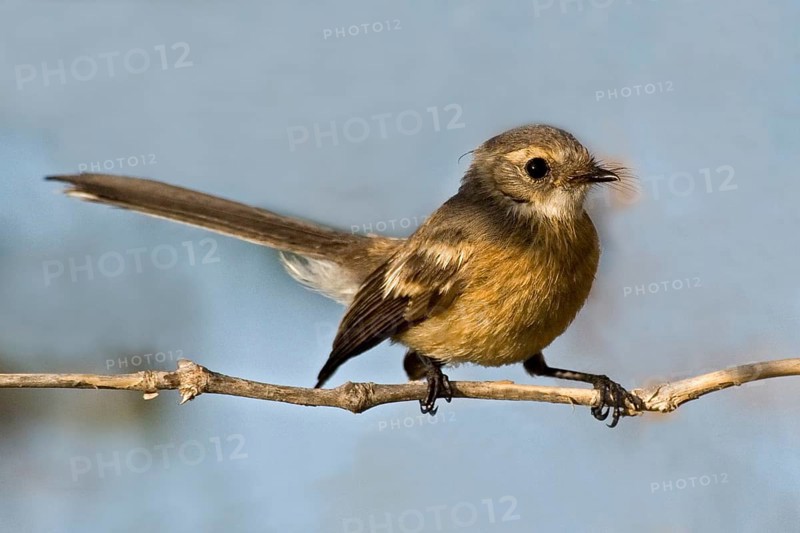 Mangrove Fantail (Rhipidura phasiana), Western Australia, Australia