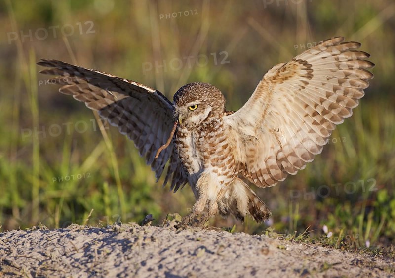 Burrowing Owl (Athene cunicularia) flying with a worm in its beak, Florida, USA