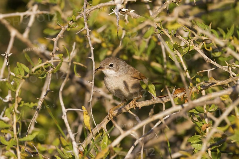 Spectacled Warbler (Sylvia conspicillata) female, Cyprus
