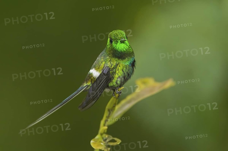 Green Thorntail (Discosura conversii) male, Pichincha, Ecuador