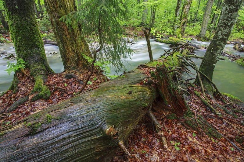 Deadwood at river in Primeval Forest Rothwald, Duerrenstein, Austria