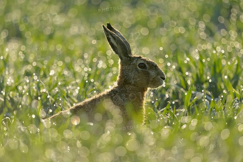 European Hare (Lepus europaeus) portrait in backlight, North Rhine-Westphalia, Germany