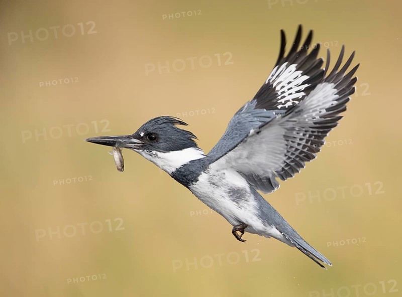 Belted Kingfisher (Megaceryle alcyon) male flying with fish prey in its beak, Florida, USA