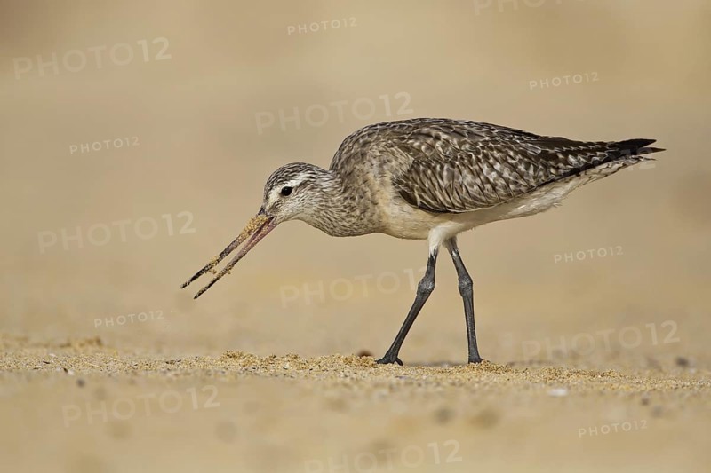 Bar-tailed Godwit (Limosa lapponica) foraging, New South Wales, Australia