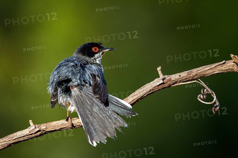 Sardinian Warbler (Sylvia melanocephala) male, Alicante, Spain