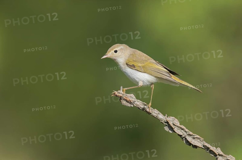 Western Bonelli's Warbler (Phylloscopus bonelli) perched on a branch, Aostatal, Italia