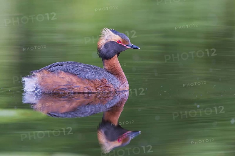 Ohrentaucher (Podiceps auritus) Slavonian Grebe